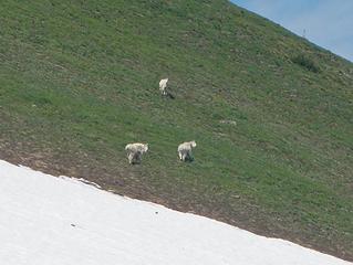 goats near Tamanos summit