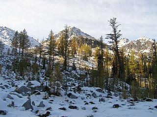 Larch "forest"