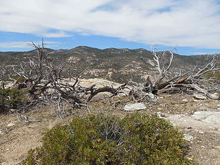 Remains of the juniper tree my mom & sis would sit under