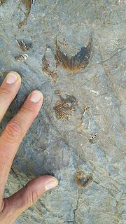 Shell fossils in Bare Mountain rock