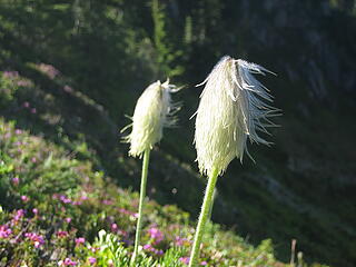 more flowers coming out