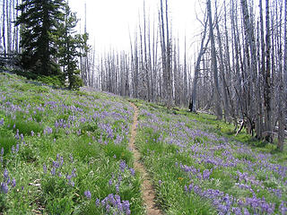 Trail through the high meadow/burn area