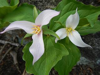 white trillium