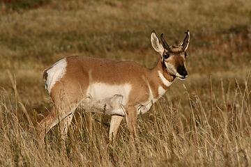 Pronghorn