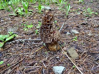 Morels are out.