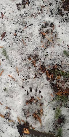 Bonus bear prints from the snow last week
