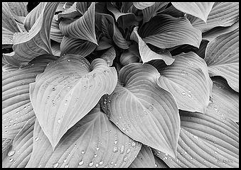 Hosta 2