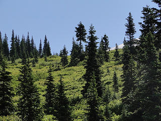 Looking back up from where I came now back on Crystal Peak trail.