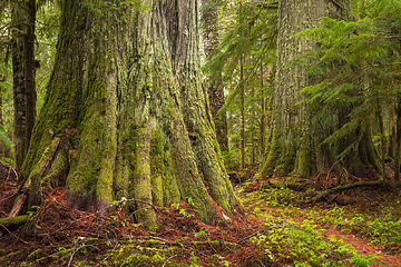 Mount Baker-Snoqualmie National Forest, Washington Portfolio: <a href="http://www.lucascometto.com" target="_blank">www.lucascometto.com</a>