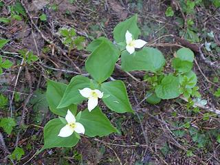 Tri-Trillium