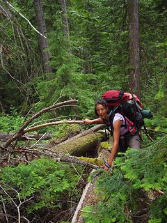 joyous rambling on big trees