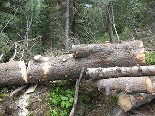 17. ~2000 lb log about midway across trail trench