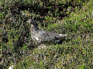 Ptarmigan mother