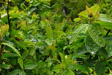 web drops. 
Goat Lake hike, mtn loop Highway, WA, 6/19