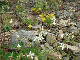 Rocks and scree dispersing the wildflowers 5385 ft/6.9 mi