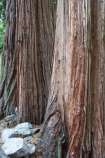 Incense Cedar in Icehouse Canyon - San Gabriel Mountains - SoCal