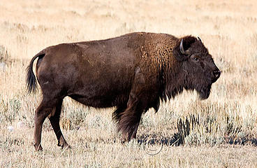 Bison