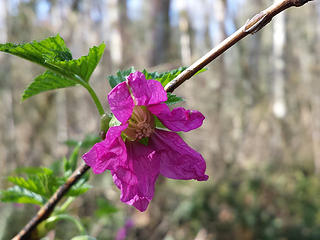 Salmonberry