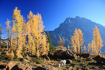 Stuart, Larches and Goats