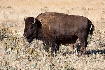 Bison