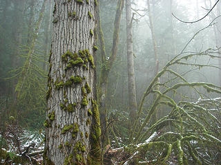 Big leaf maple trunk