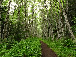 verticals Goat Lake hike, mtn loop Highway, WA, 6/19