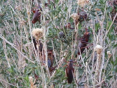 Mormon crickets