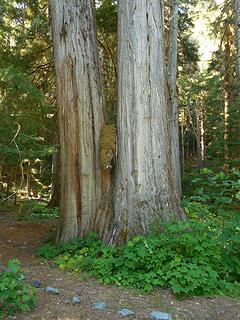 cedar tree conjoined twins, see trekking poles for scale