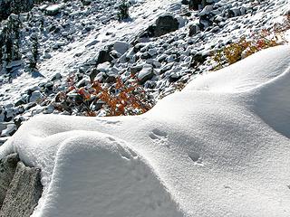 Tracks near Trap Lake