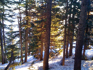 Glowing trees below the summit ridge