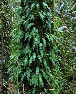 Ferny Trunk