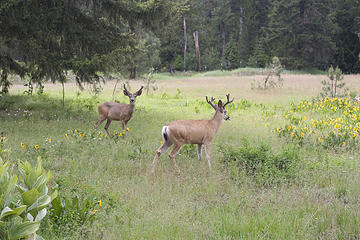 Deer seen on the road on our way out