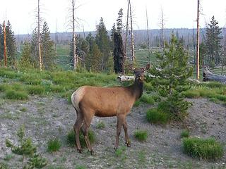 Elk