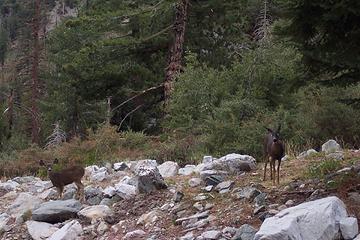 Mule deer fawns in Icehouse Canyon - San Gabriel Mountains - SoCal