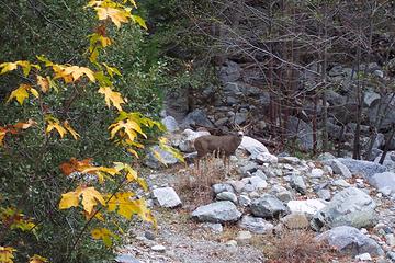 Mule deer buck in Icehouse Canyon - San Gabriel Mountains - SoCal