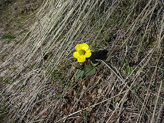 Buttercup on Swakane Peak ridge.