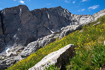 floral ascent