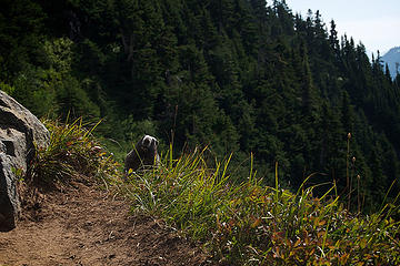 Your friendly neighborhood marmot.