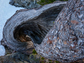 spiral tree