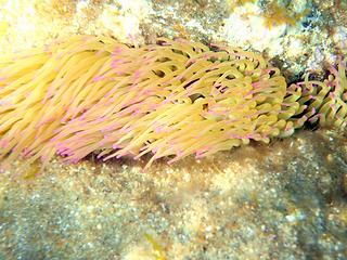 Sea Anemone