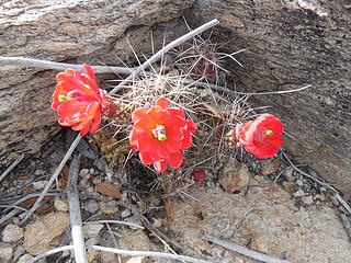 Claret cup