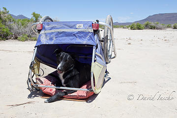 Portable shade.