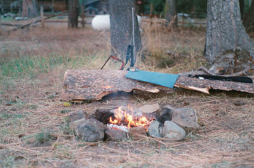 Sitting around my camp in the yard who should pay me a visit? Red the fox, as opposed to the other grey foxs.