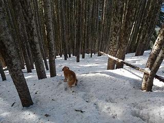 Heading down through the icy snow