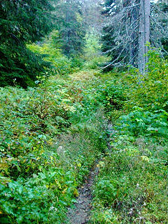 Trail disappears in brush