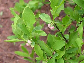 Huckleberries!