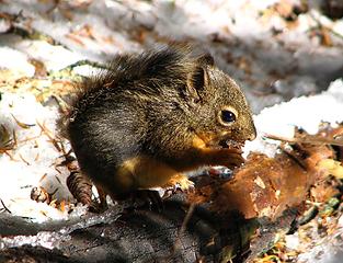 This TINY guy seemed to be just a kid. I believe its a rare native squirrel.