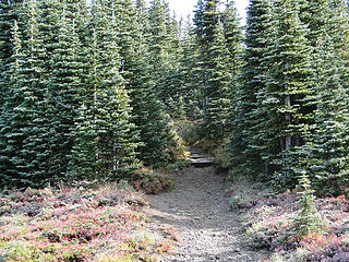 Final push to Tolmie lookout.