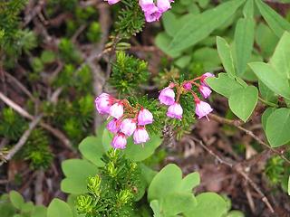 Heather everywhere