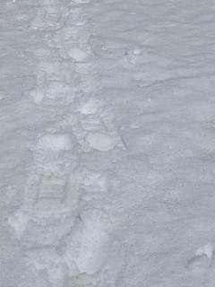 My Snowshoe Tracks